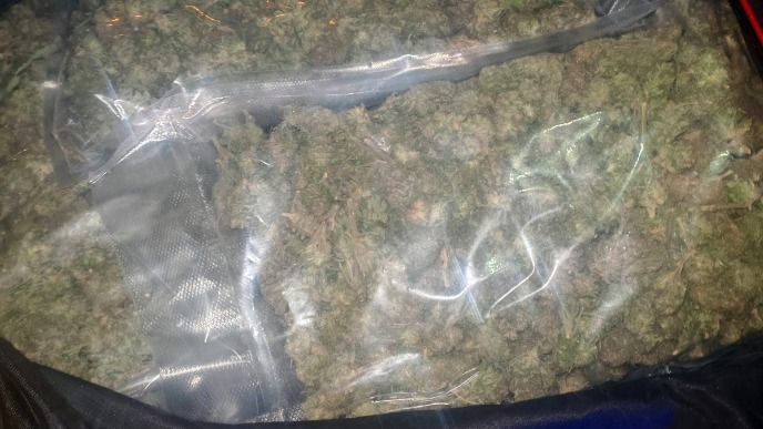 Zaplena 50kg marihuane